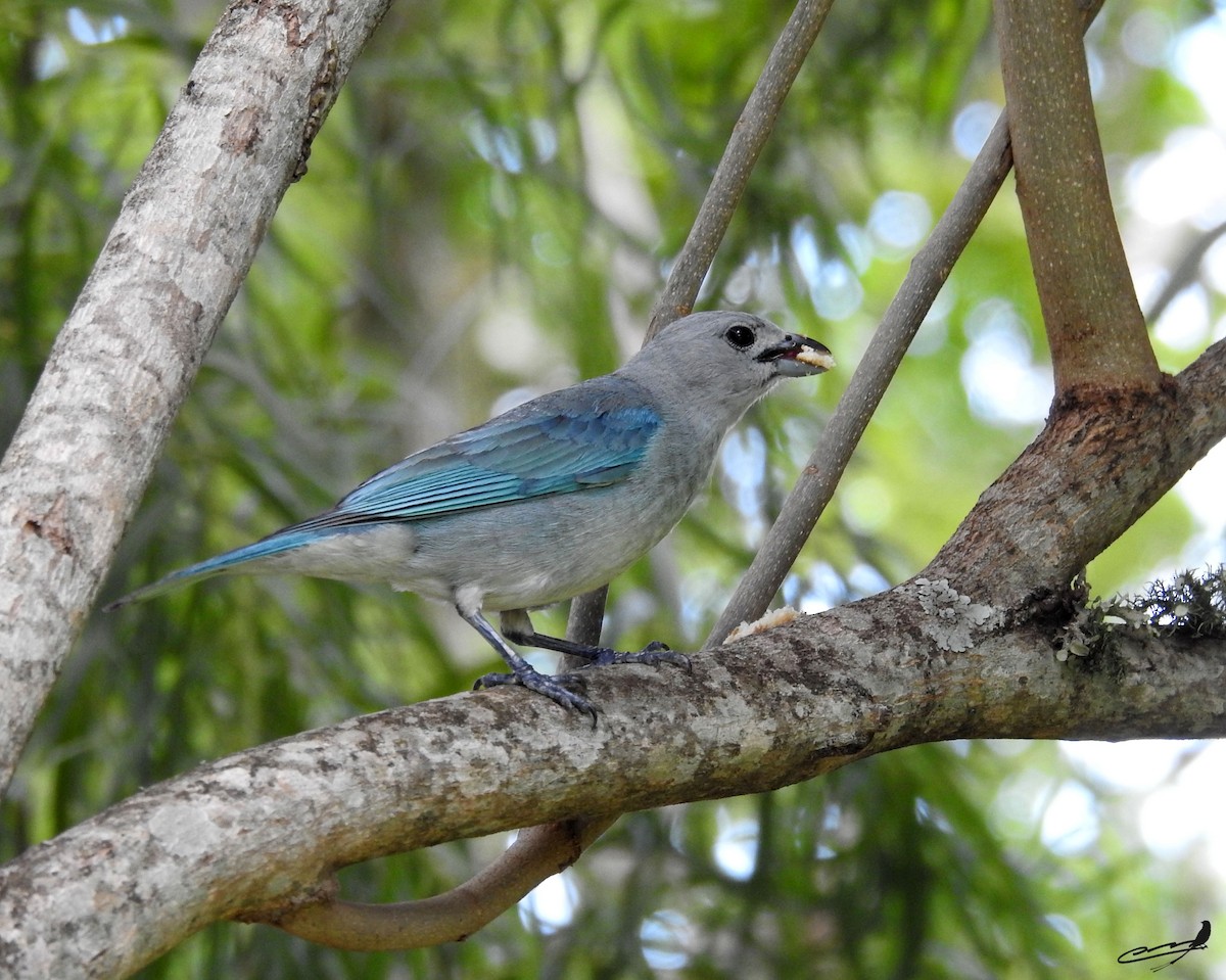 Sayaca Tanager - ML393602651