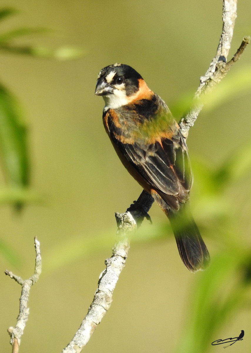 Rusty-collared Seedeater - ML393603171