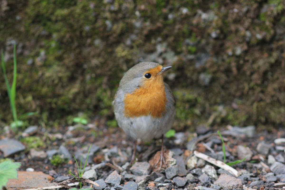 European Robin - ML393603681