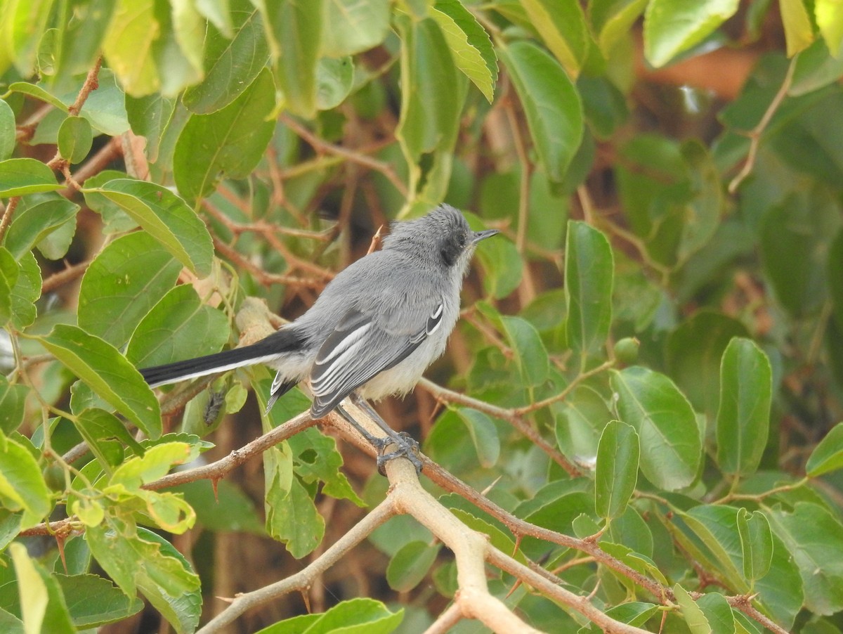 Masked Gnatcatcher - ML393603811