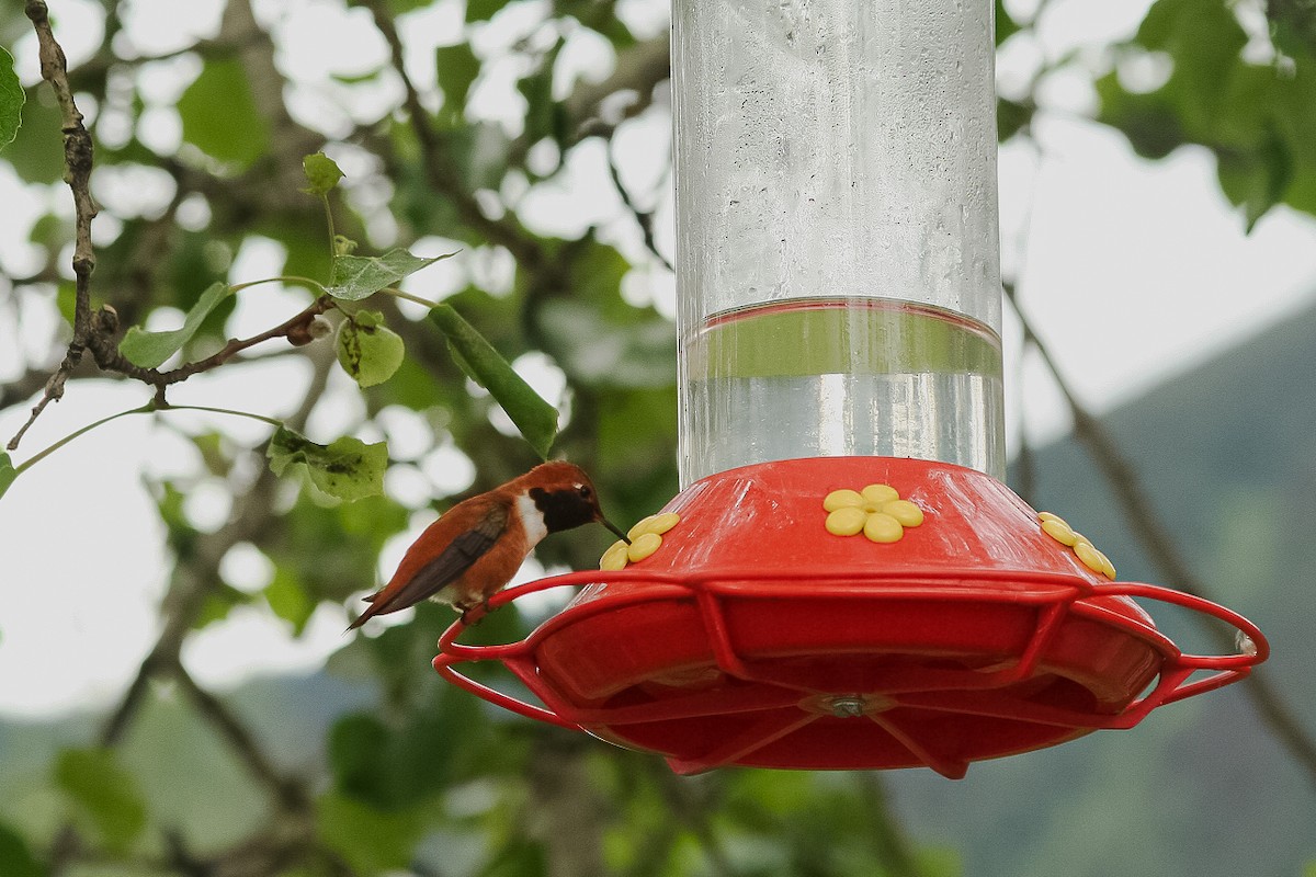 Rufous Hummingbird - ML393605741