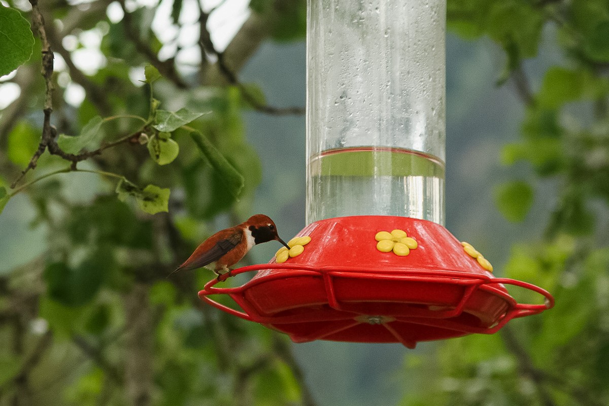 Rufous Hummingbird - ML393605761
