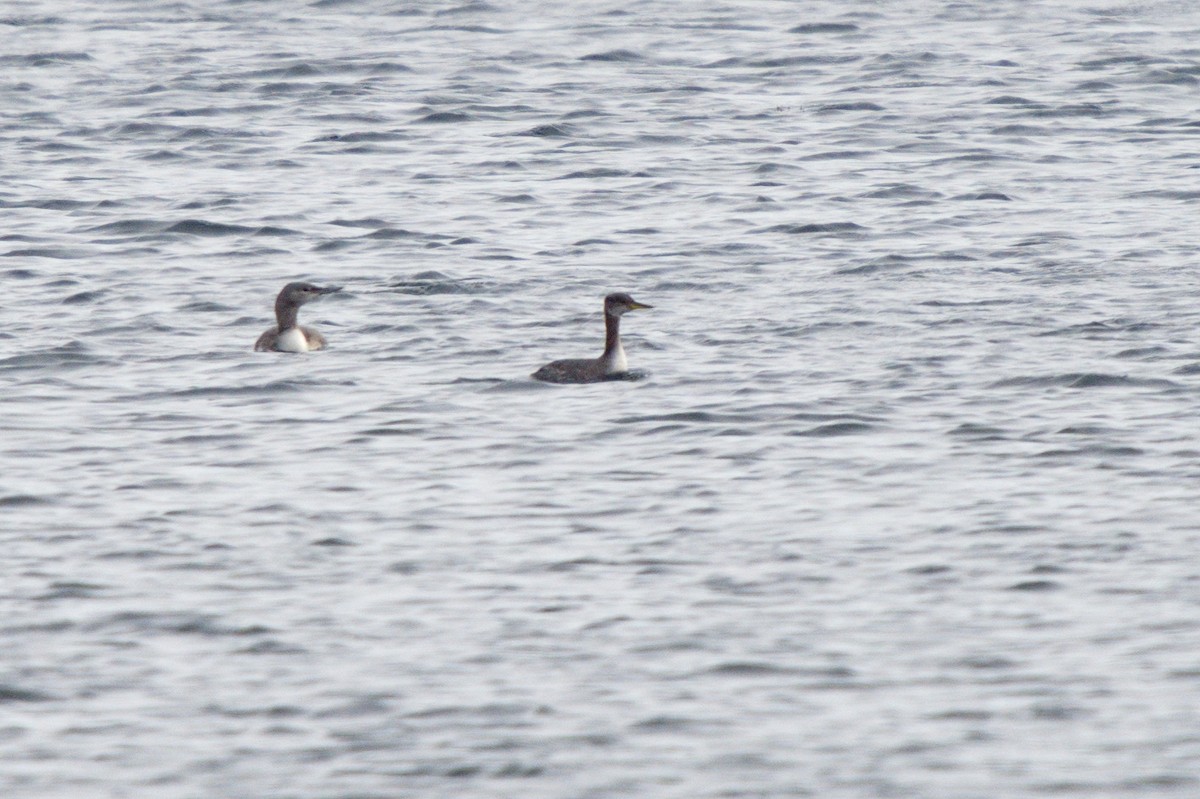 Red-necked Grebe - ML393606231