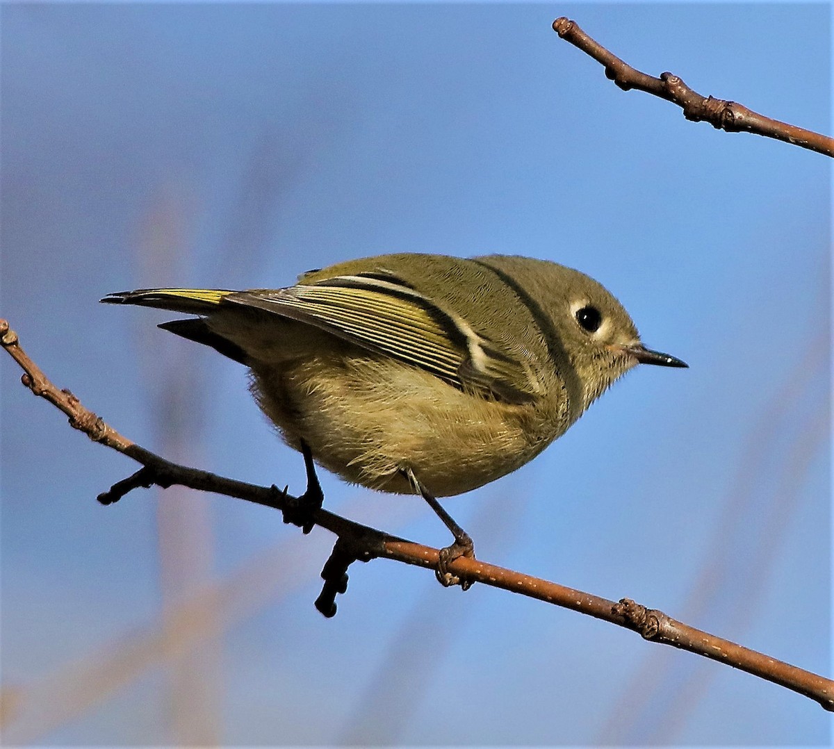 Golden-crowned Kinglet - ML393606551