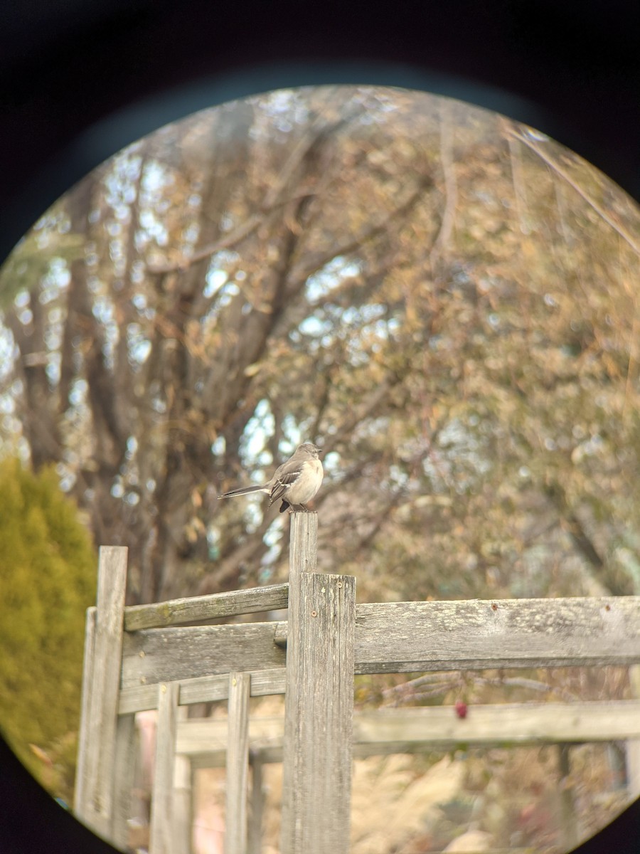 Northern Mockingbird - ML393606611