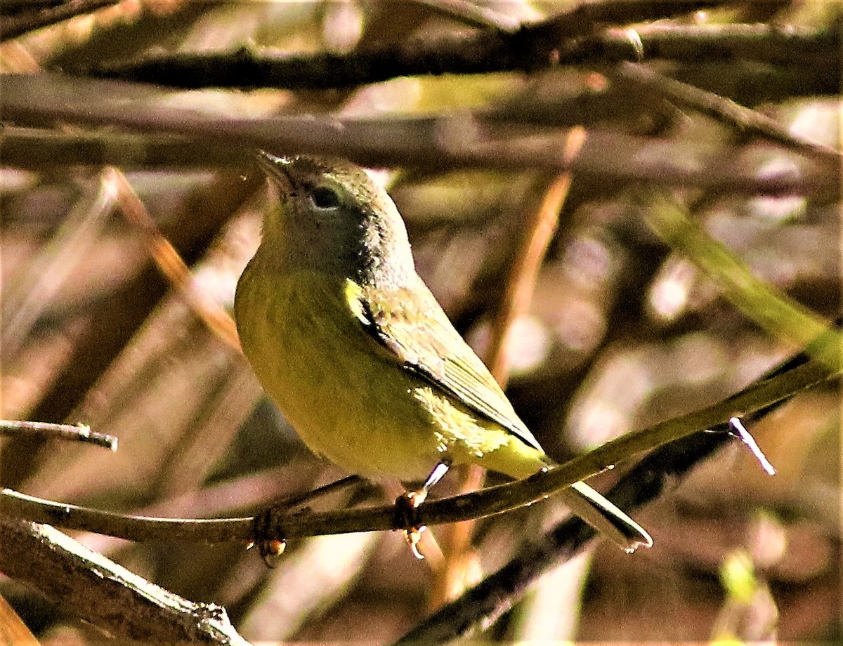 Orange-crowned Warbler - ML393606961