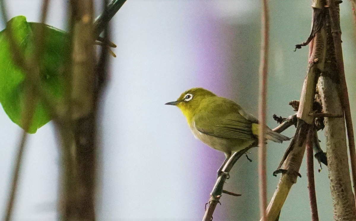 Warbling White-eye - ML393609191