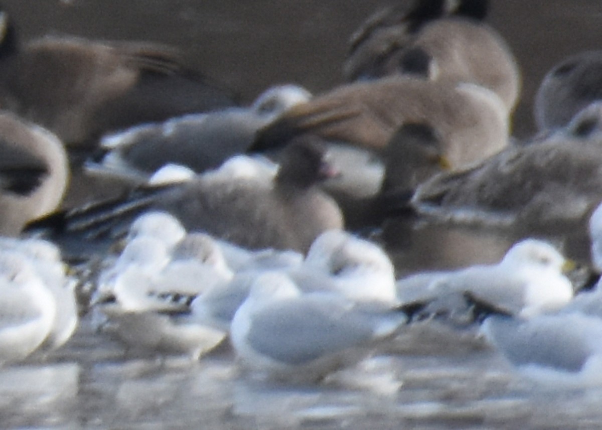 Pink-footed Goose - ML393610041