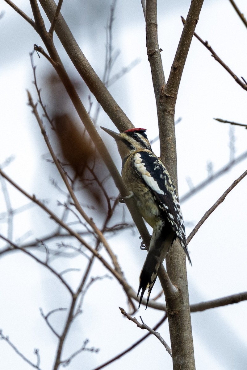 Yellow-bellied Sapsucker - ML393615781