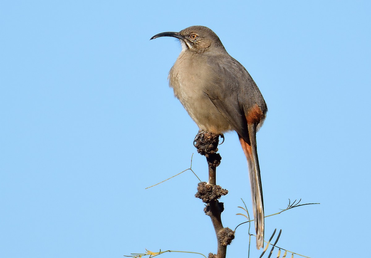 Crissal Thrasher - Ad Konings