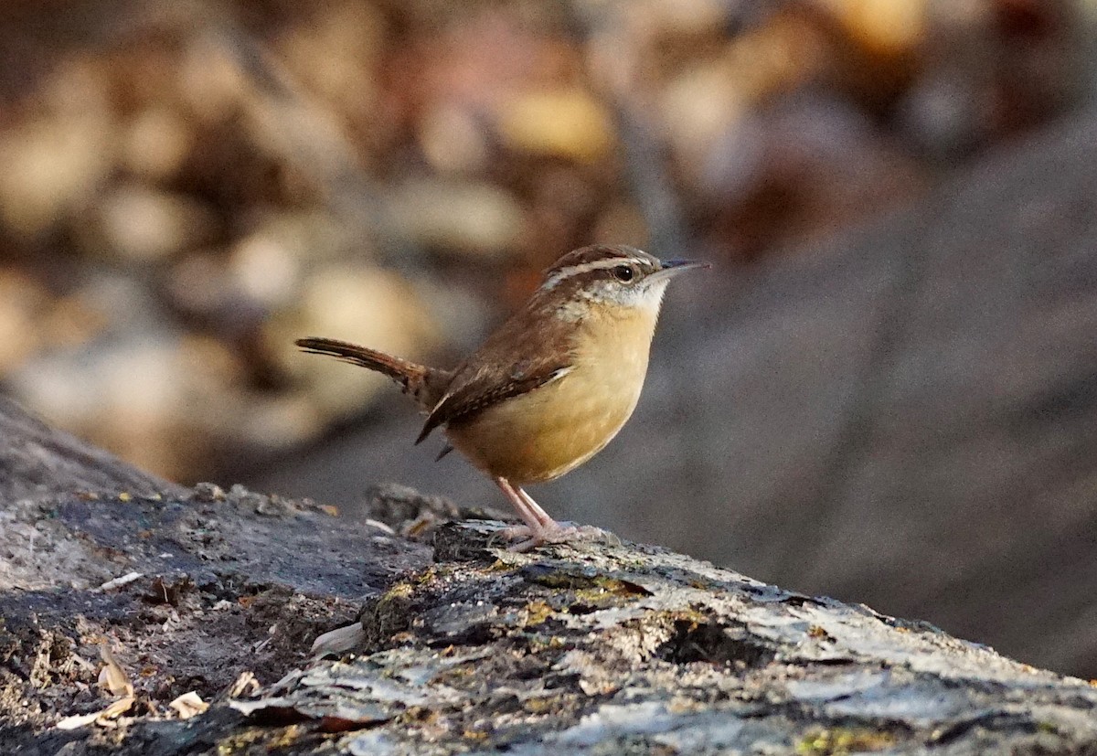 Carolina Wren - Christopher DiPiazza