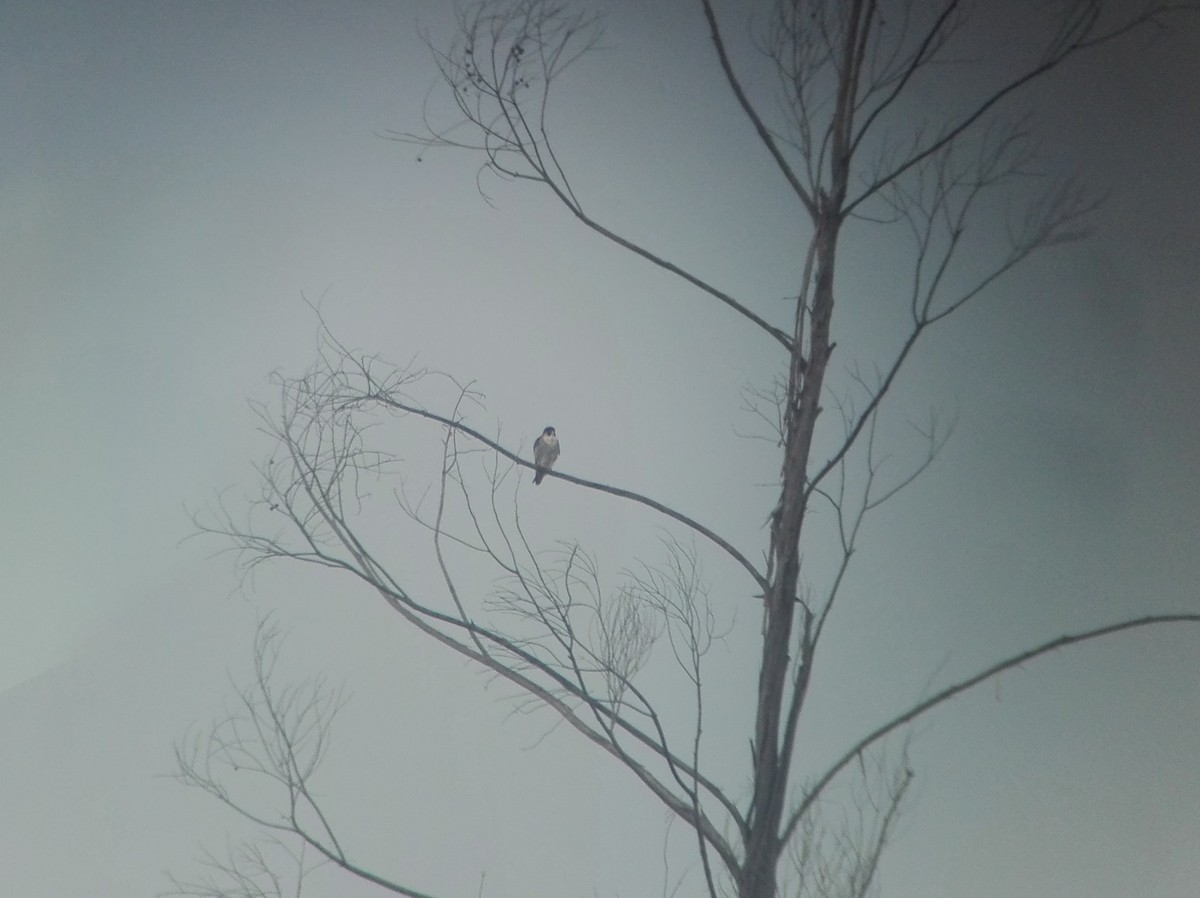 Peregrine Falcon - Ricardo Brandao