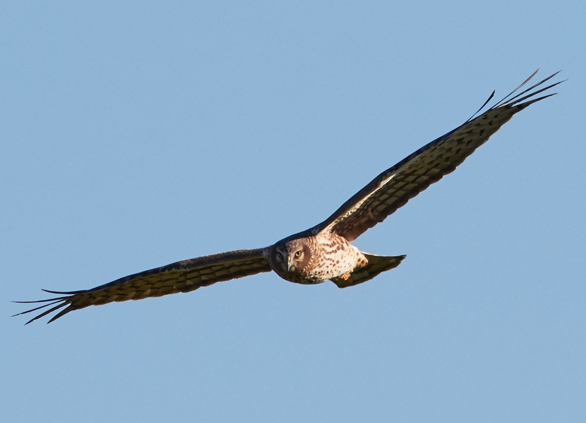 Northern Harrier - ML39361831