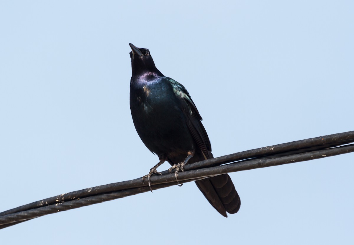 Boat-tailed Grackle - ML393618371