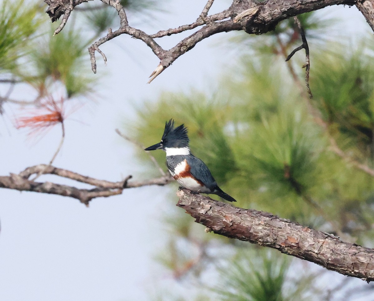 Belted Kingfisher - ML393623881