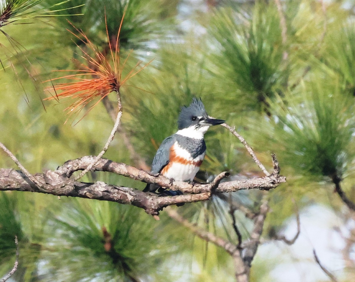 Belted Kingfisher - ML393623971