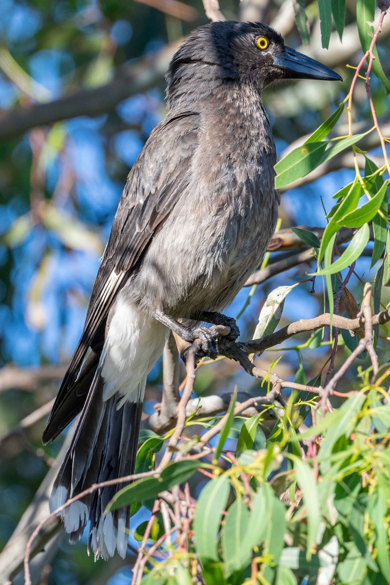 Pied Currawong - ML393626551