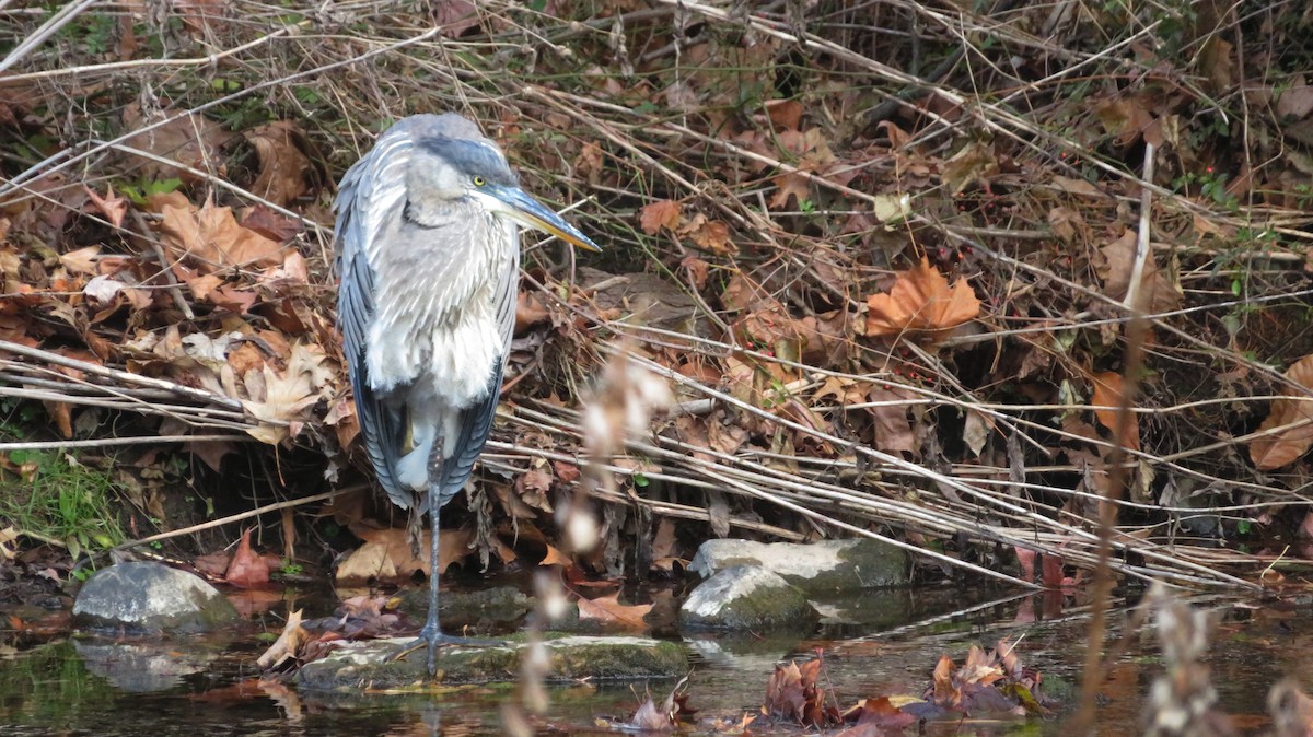 Amerika Gri Balıkçılı - ML393627821