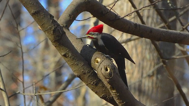 Pileated Woodpecker - ML393630071