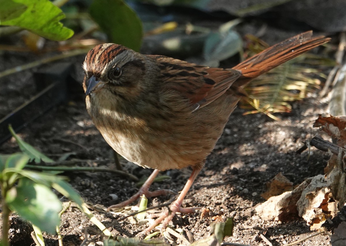 Swamp Sparrow - ML393631551