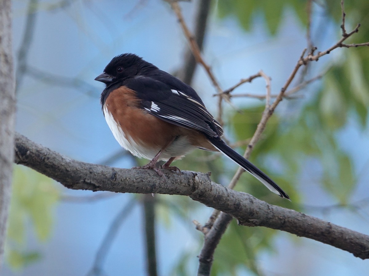 Eastern Towhee - ML393631661