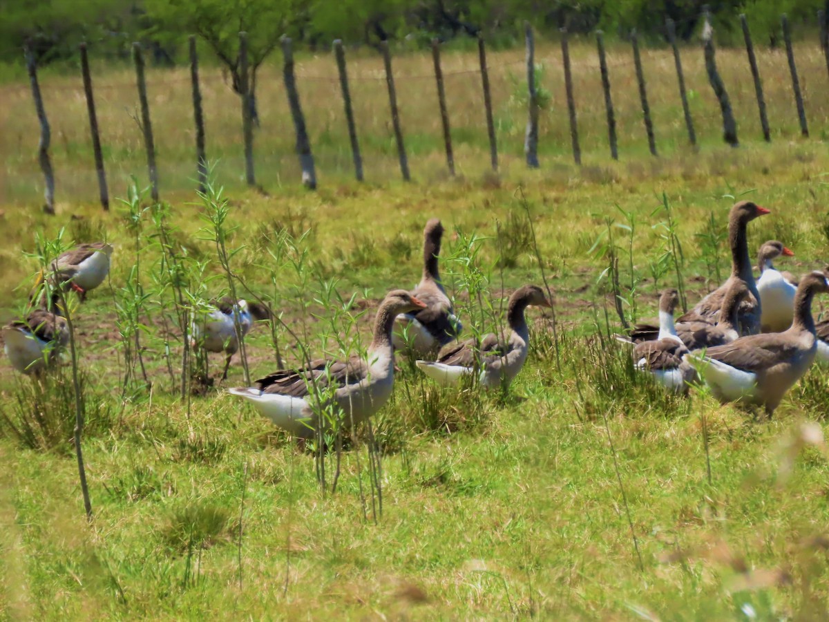 Graylag Goose (Domestic type) - ML393639691