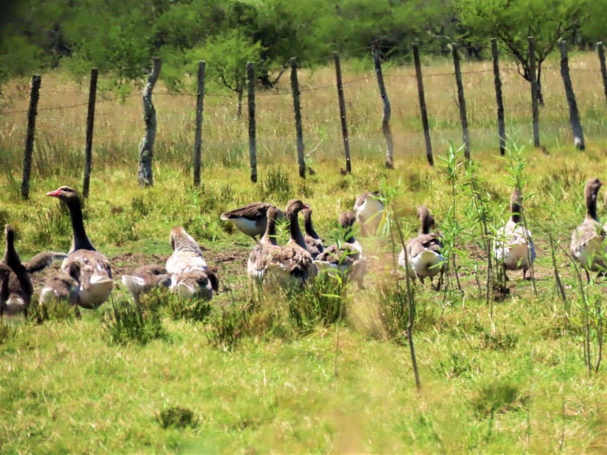 Graylag Goose (Domestic type) - ML393639741