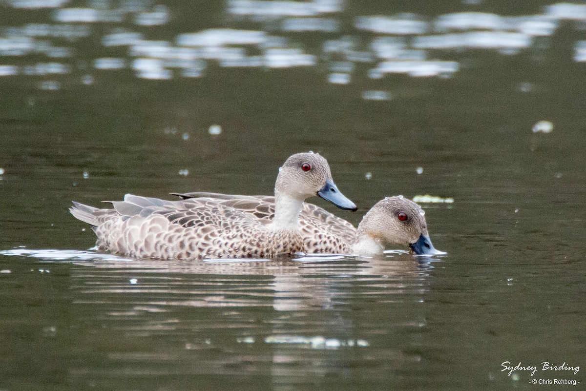 Gray Teal - ML393643661