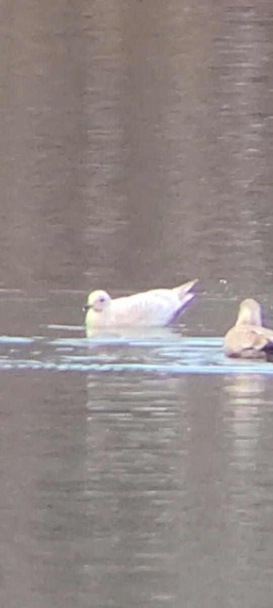 Iceland Gull - ML393644431