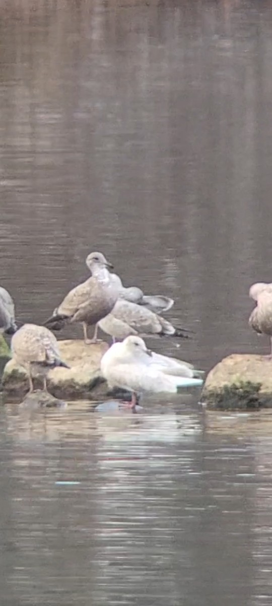 Gaviota Groenlandesa - ML393644561