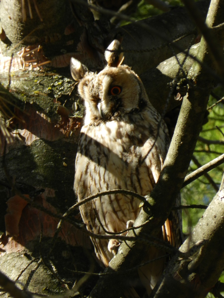 Long-eared Owl - ML393646081