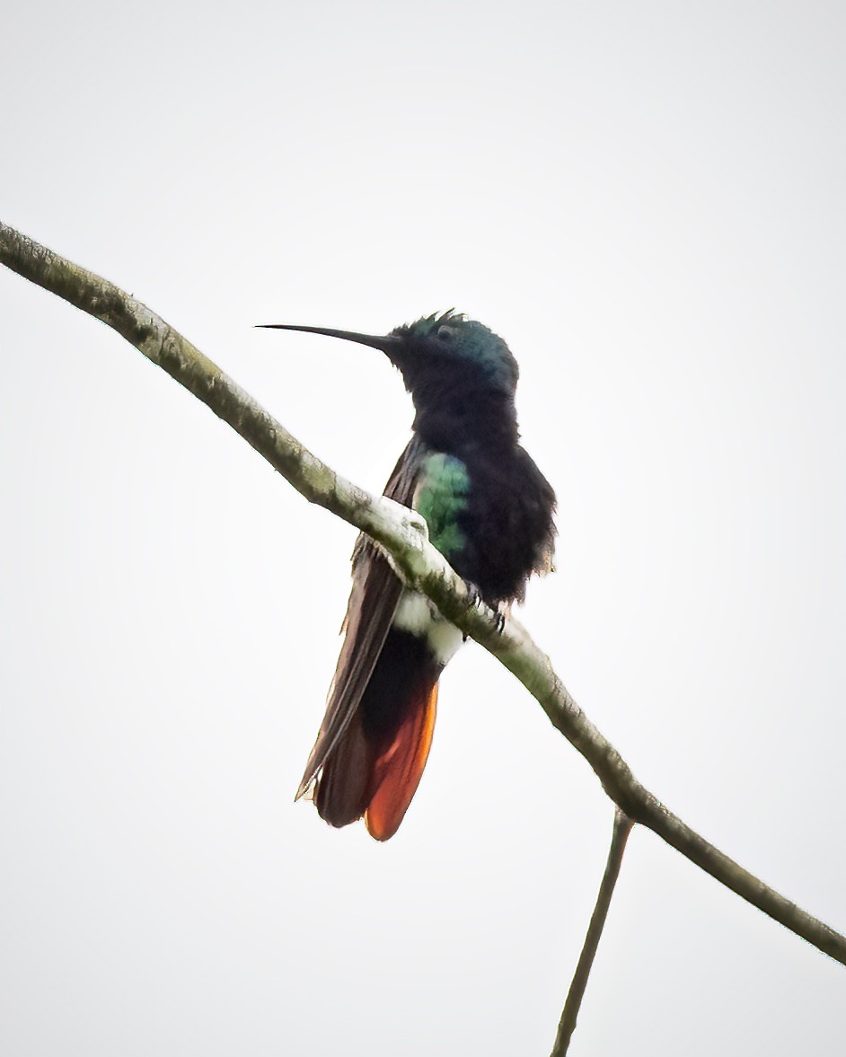 kolibřík tropický - ML393647071