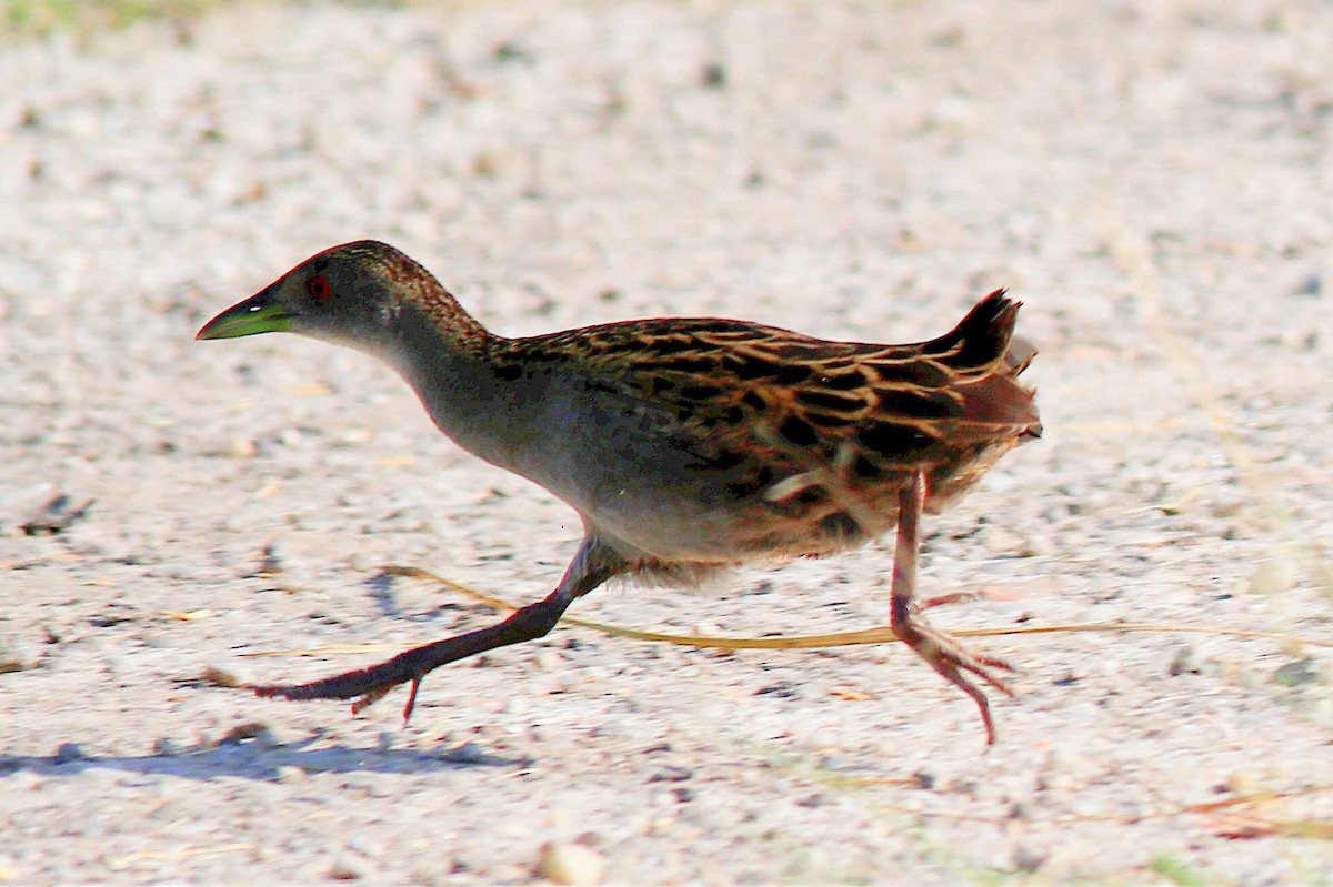 Ash-throated Crake - José Dionísio JDionísio