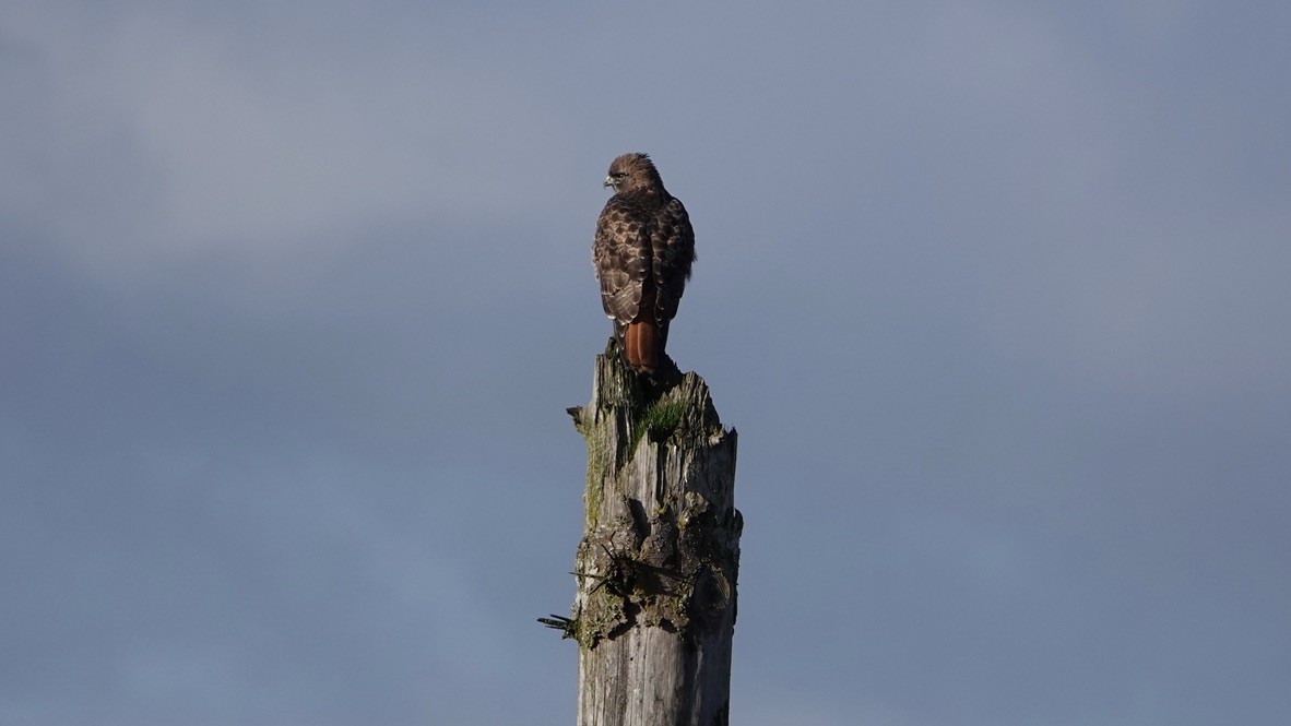 Red-tailed Hawk - ML393647371