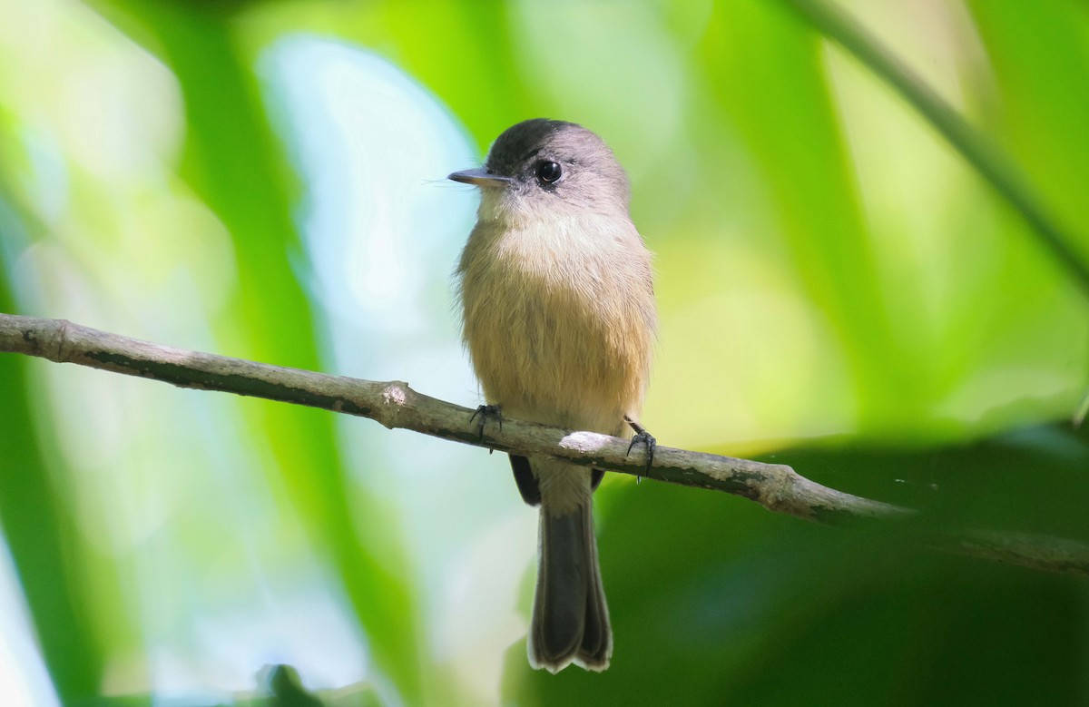 Lesser Antillean Pewee - ML393647791