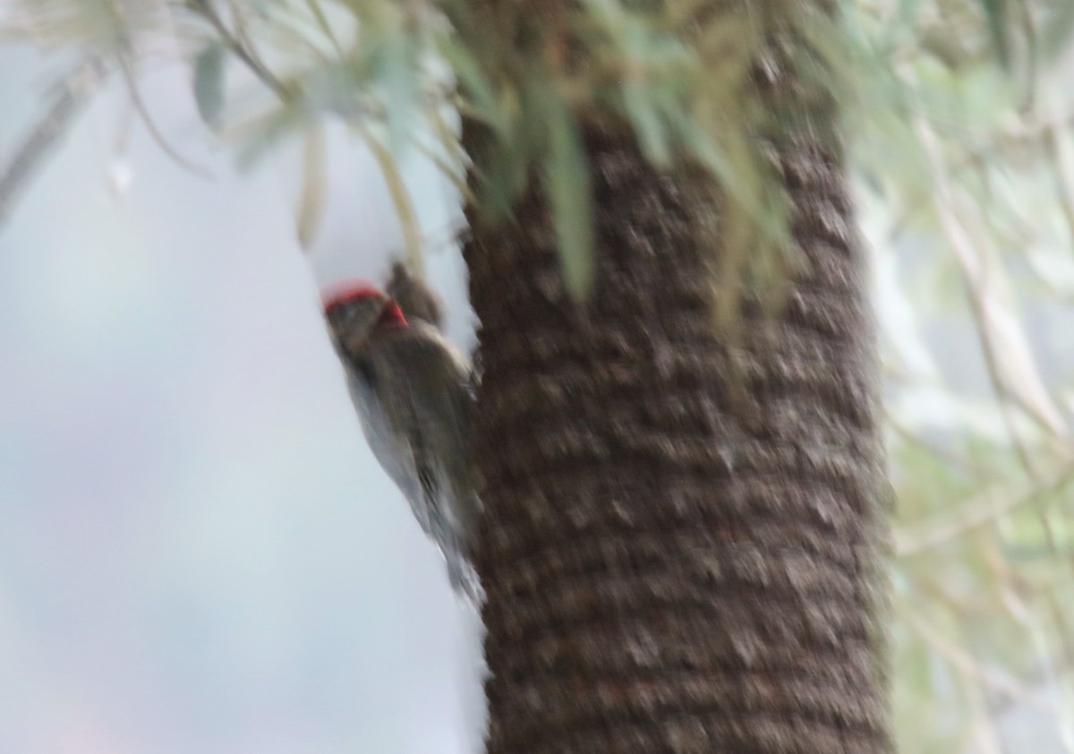 Yellow-bellied Sapsucker - ML393648571