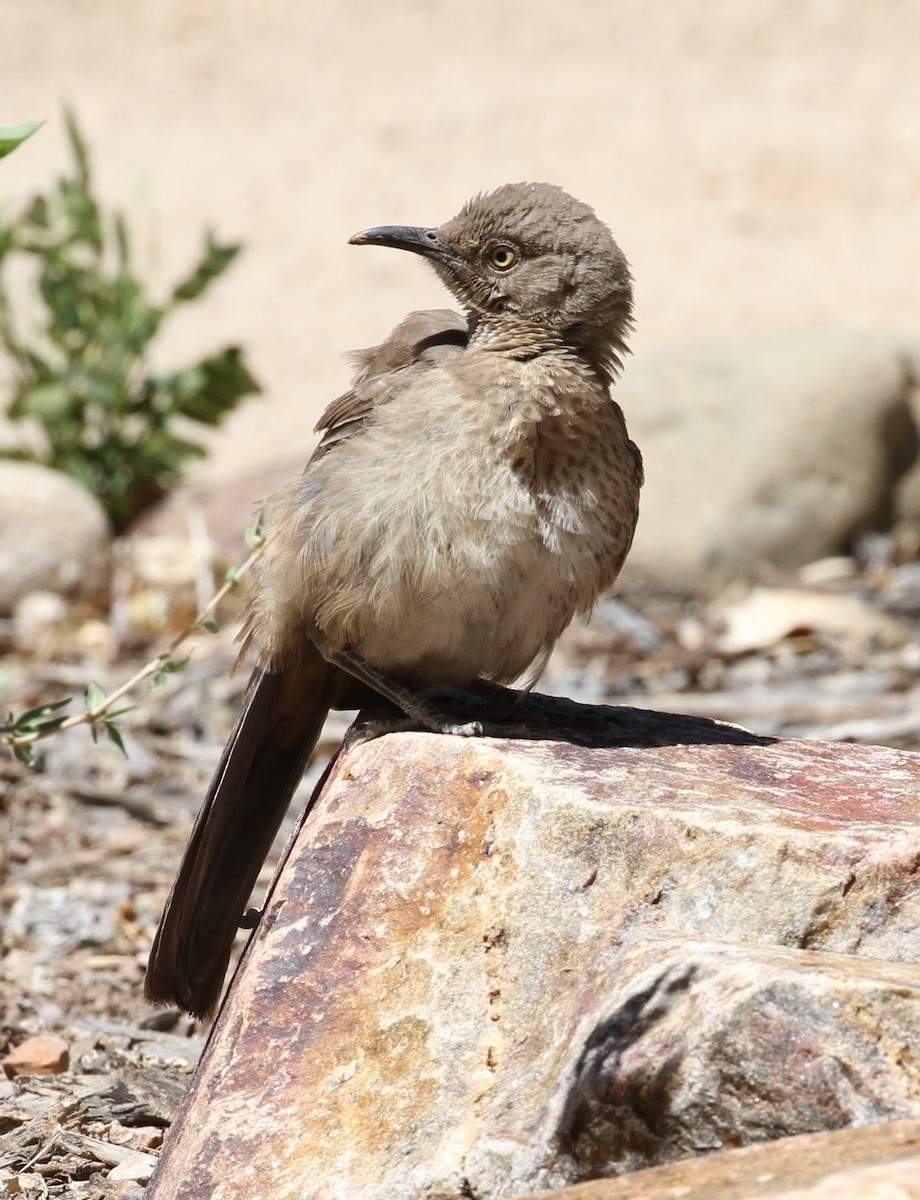 Curve-billed Thrasher - ML393649081