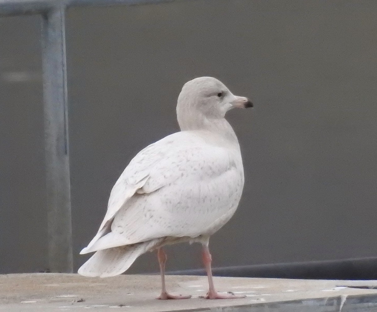 Glaucous Gull - ML393650231