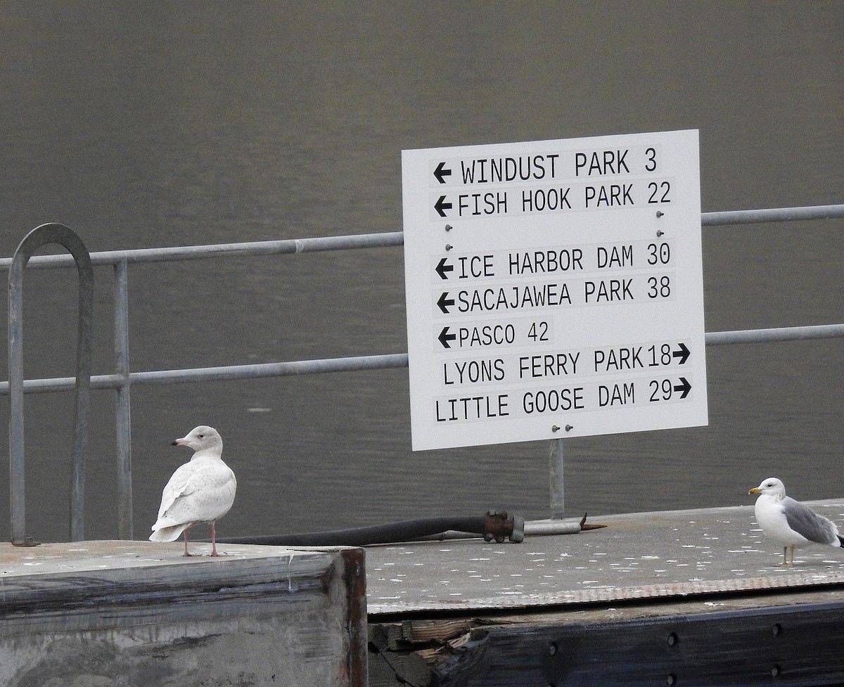 Glaucous Gull - ML393650411