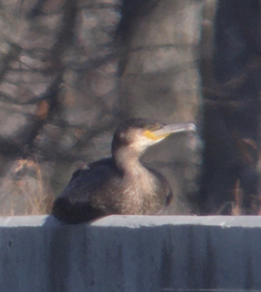 Great Cormorant - ML393651161