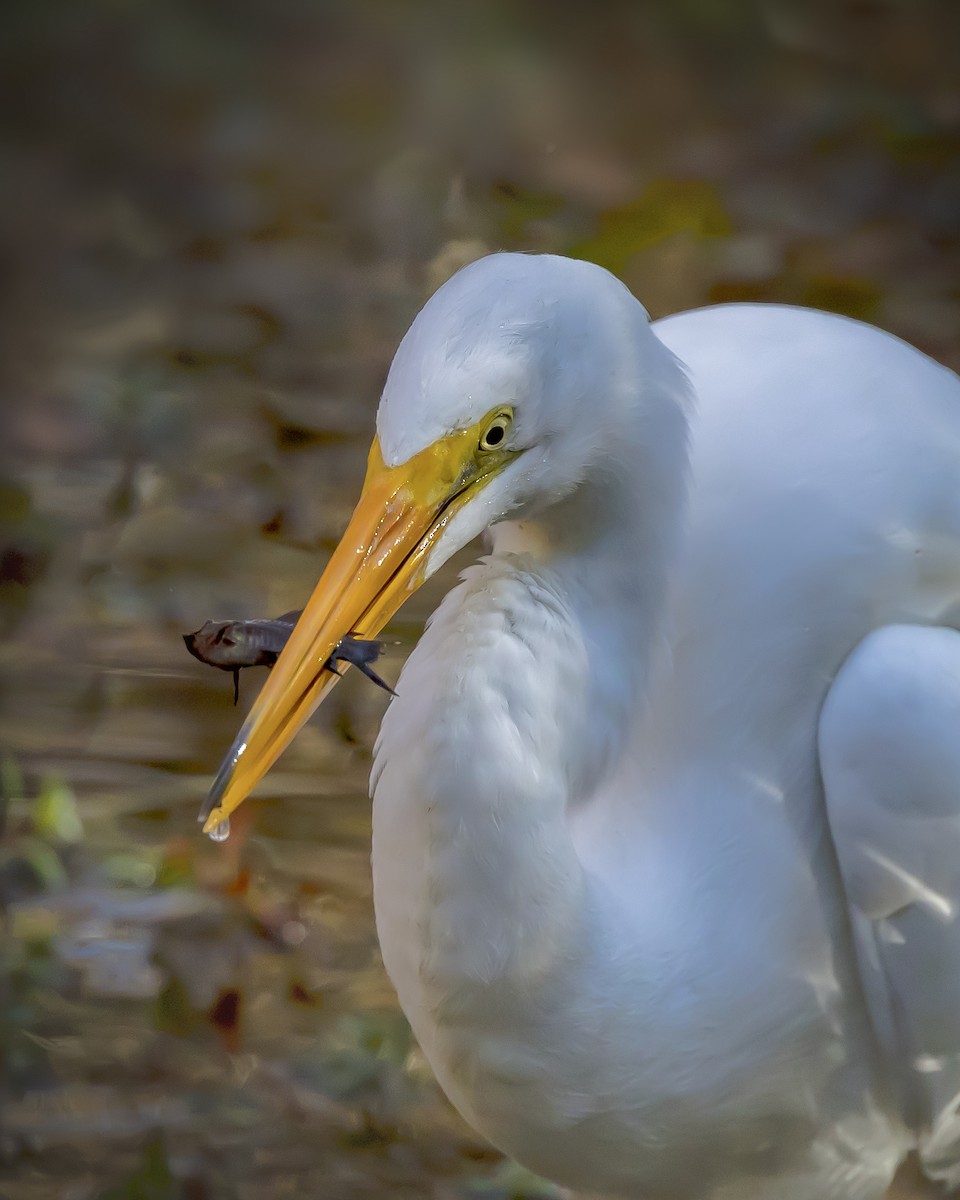 Great Egret - ML393651481