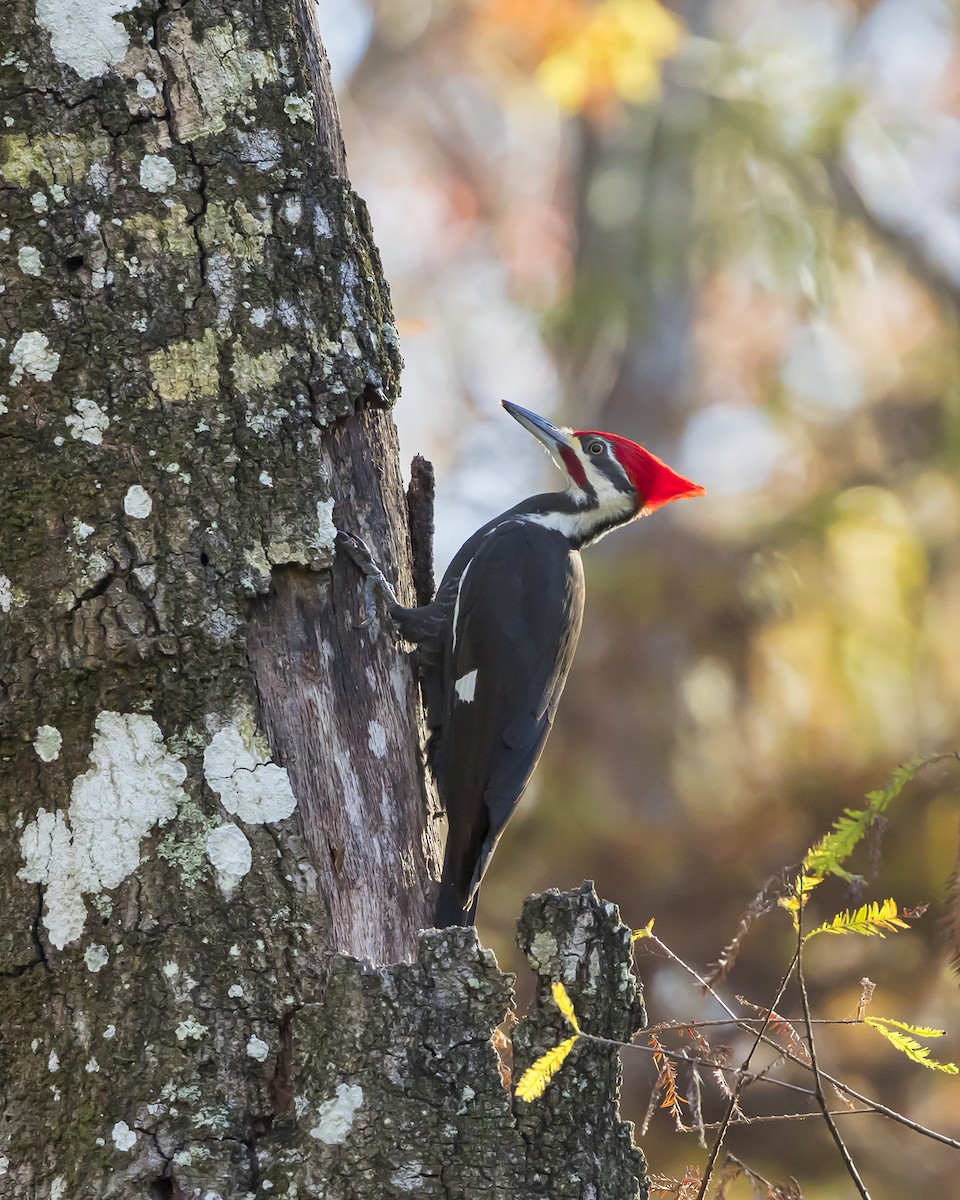 Pileated Woodpecker - ML393651771