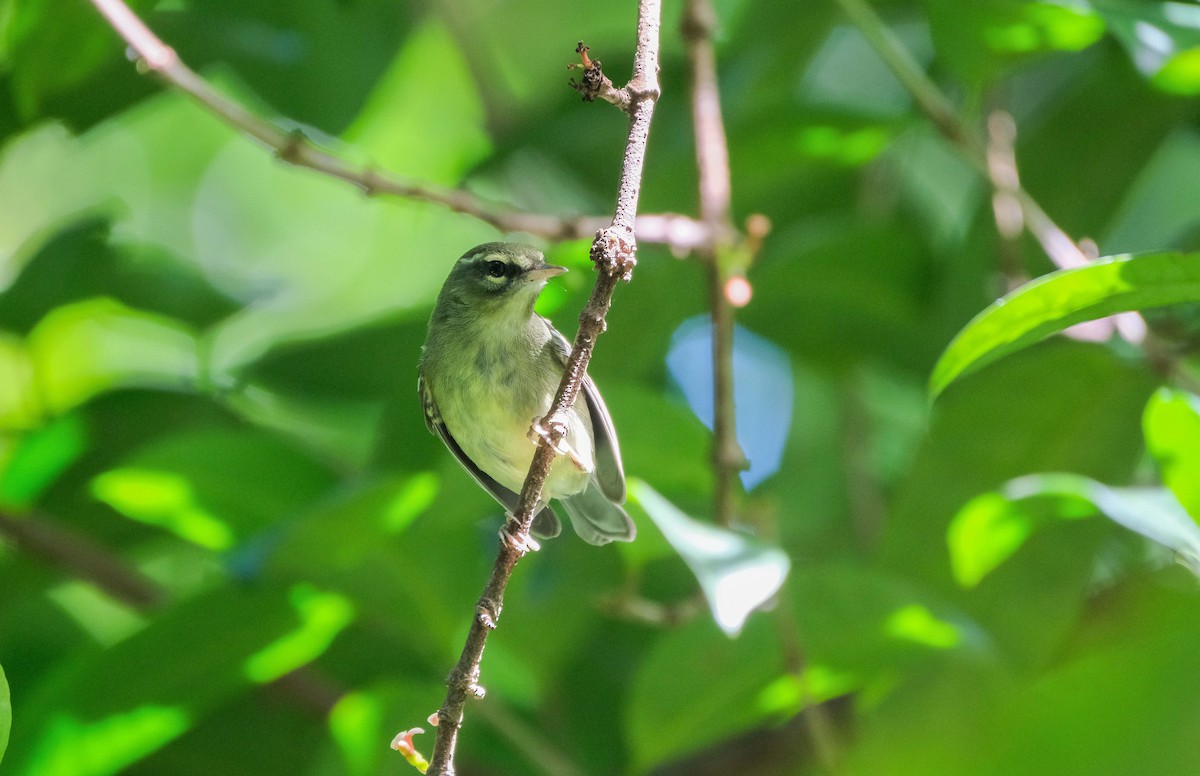 Plumbeous Warbler - ML393651851