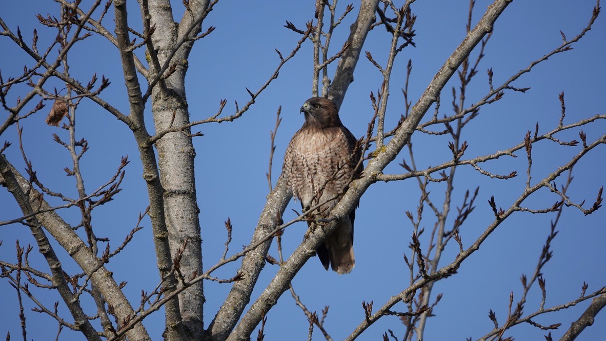 Red-tailed Hawk - ML393652681
