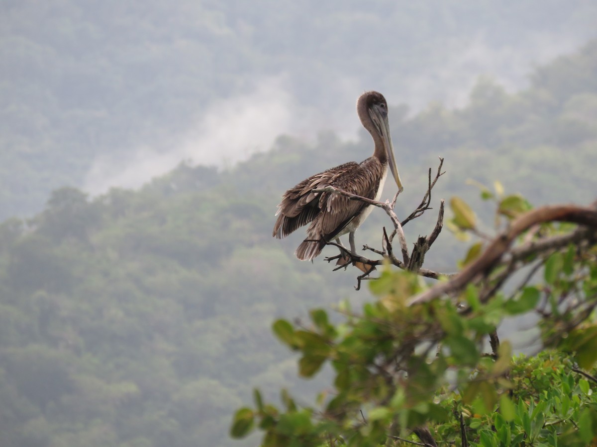 Brown Pelican - ML393652901