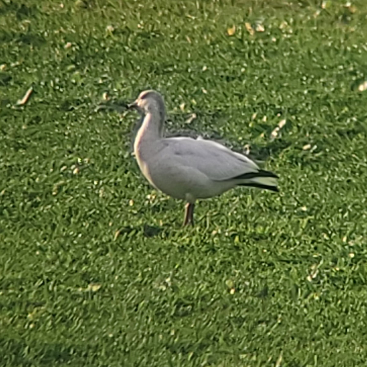 Ross's Goose - ML393653371