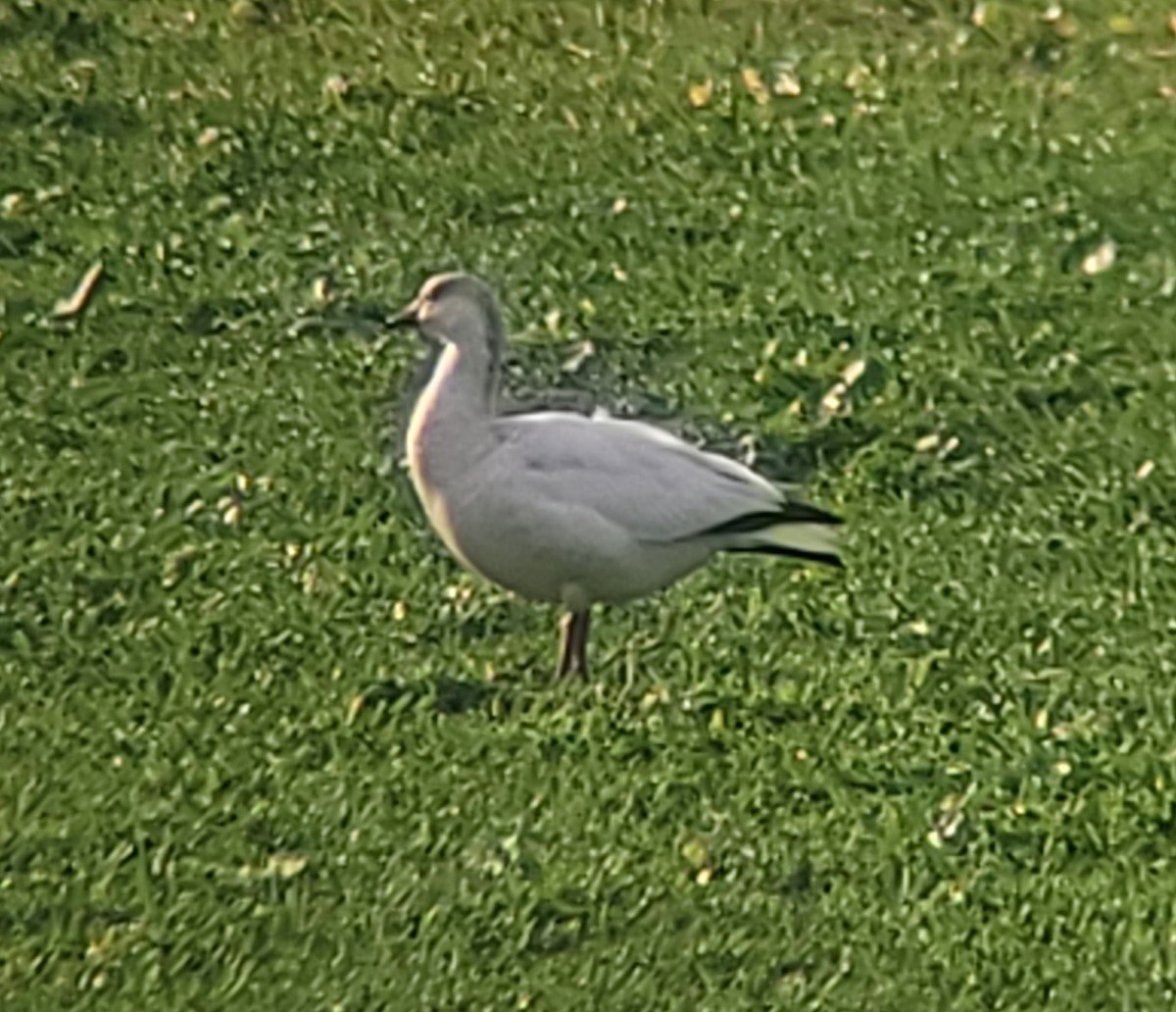 Ross's Goose - ML393653411