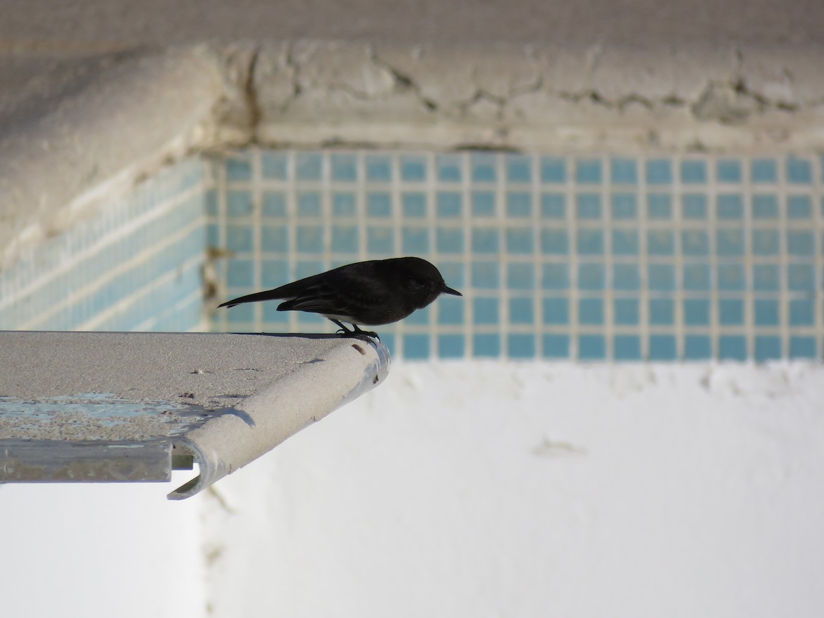 Black Phoebe - ML393653651