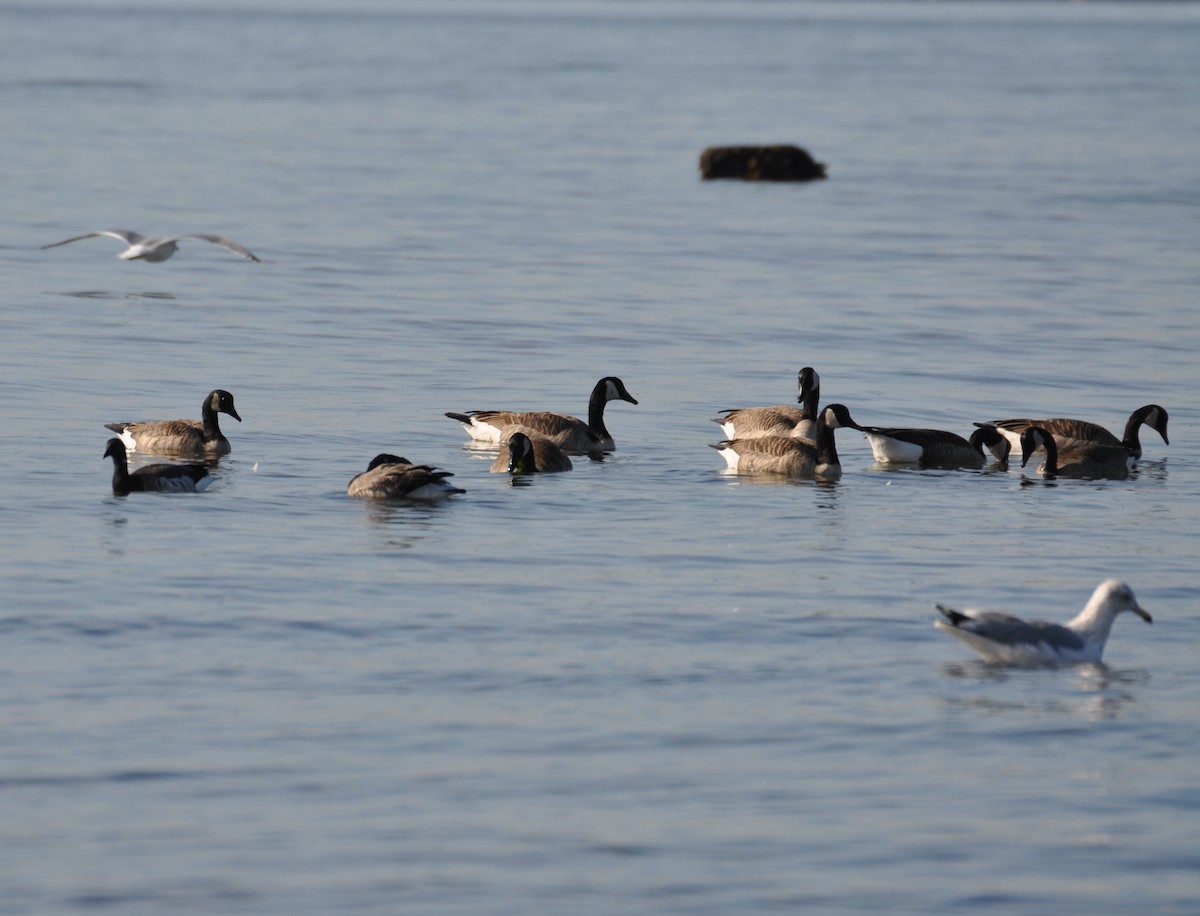 Canada Goose - ML393655081