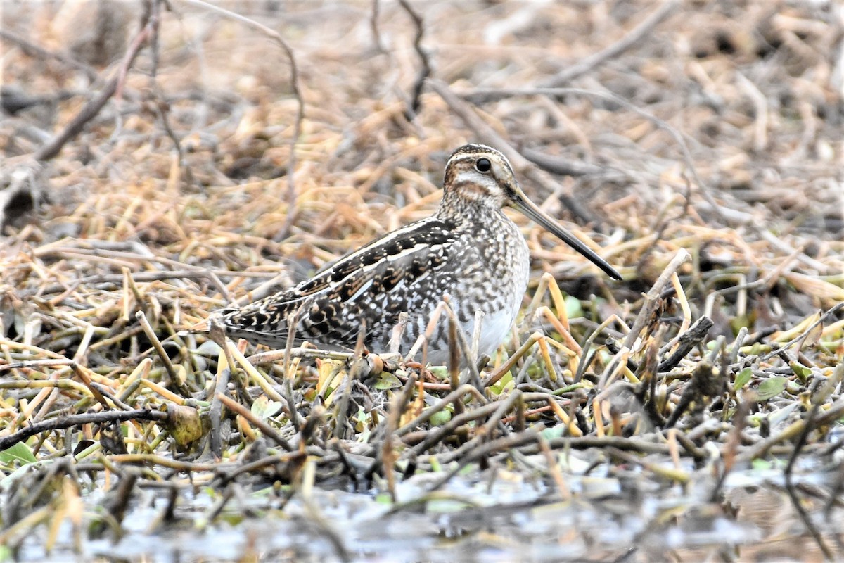 Wilson's Snipe - Chip Davis